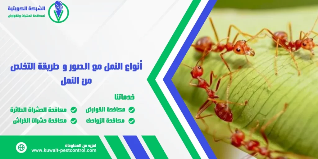 أنواع النمل مع الصور و طريقة التخلص من النمل