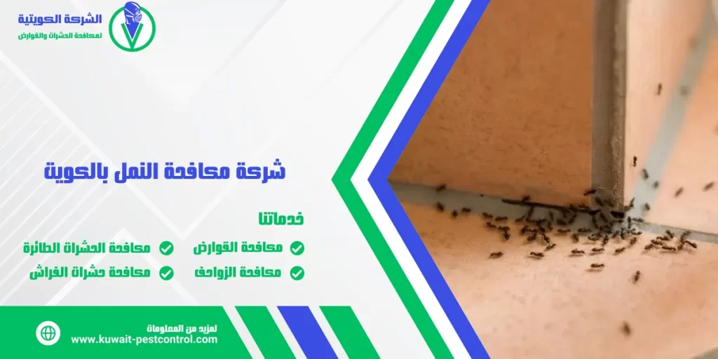 شركة مكافحة النمل بالكويت