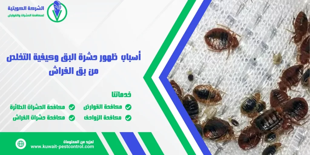 أسباب ظهور حشرة البق وكيفية التخلص من بق الفراش