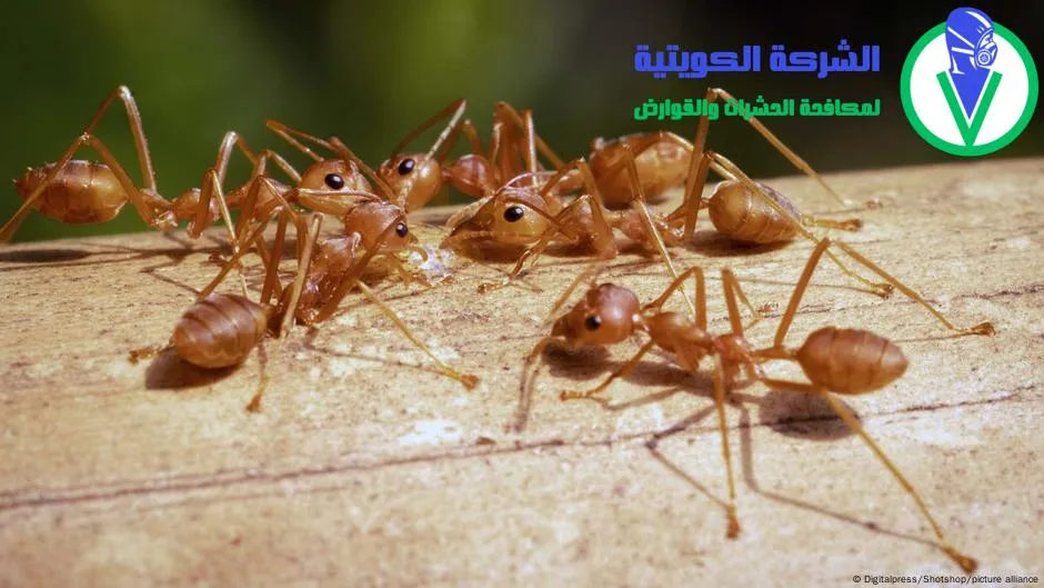 النمل الأحمر