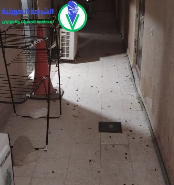 مكافحة البق