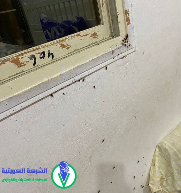 مكافحة النمل الابيض