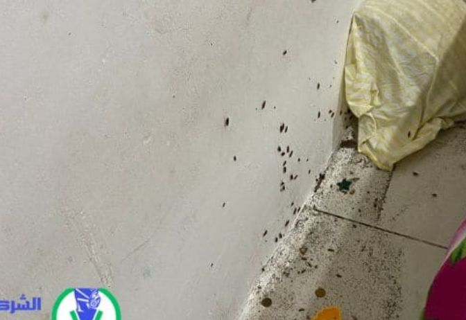 مكافحة النمل