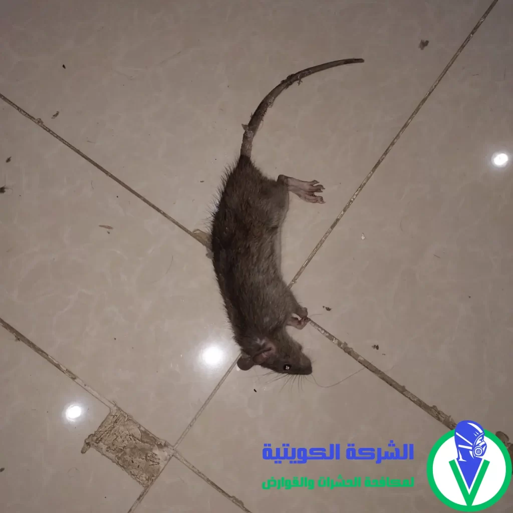 ابادة القوارض