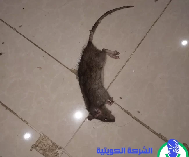 مكافحة فئران