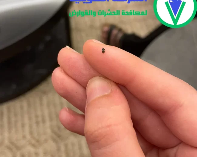 رش مبيدات حشرية