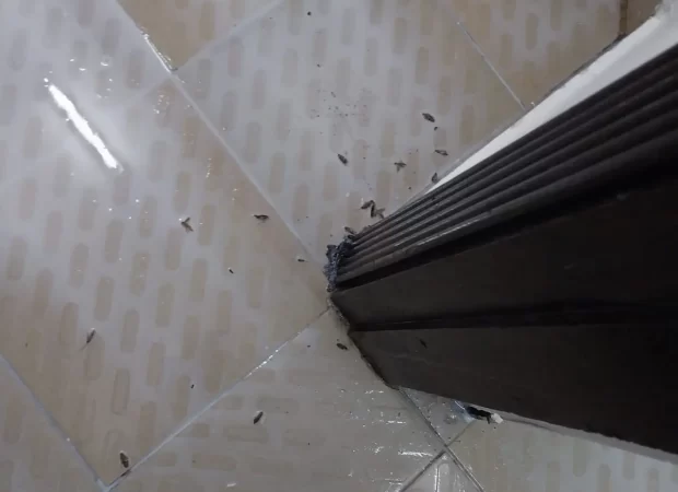 بخ حشرات ​​